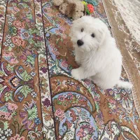 سگ نژاد مالتیز ۵ ماهه|سگ|مشهد, مشکینی (شهرک غرب)|دیوار