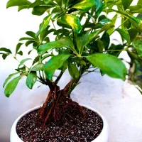 مجموعه ویژه گل‌های آپارتمانی و تراریوم|خدمات باغبانی و درختکاری|شیراز, حافظیه|دیوار