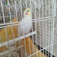 عروس هلندی|پرنده|رباط‌کریم, رباط‌کریم|دیوار