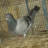 کبوتر|پرنده|برازجان, |دیوار