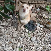 سگ اشپیتز|سگ|گرگان, |دیوار