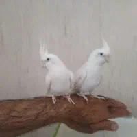 انواع عروس هلندی ، طوطی برزیلی ، قفس ، لانه ، دان|پرنده|دهگلان, |دیوار