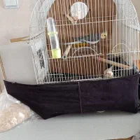 طوطی عروس هلندی سخنگو