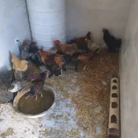 مرغ خروس نژاد دار محلی