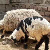 میش وبره نربزرگ.