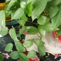 پتوس زیبا|گل و گیاه طبیعی|بیرجند, |دیوار