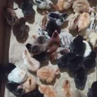 جوجه محلی وجوجه گردن لخت وجوجه برهما