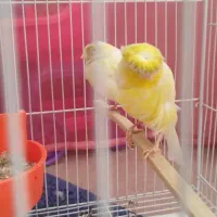 قناری جفت به شرط جوجه چهار تخم|پرنده|مشهد, امامیه (شهرک غرب)|دیوار