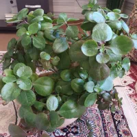 گل های طبیعی