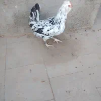 مرغ و خروس گلین لری|حیوانات مزرعه|میبد, |دیوار