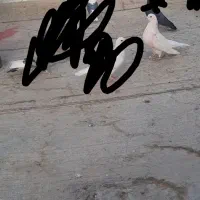 کفتر گم شده