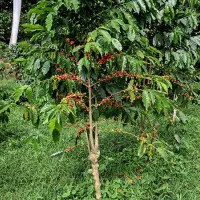 سرکارگر هستم کاربود اطلاع بدین