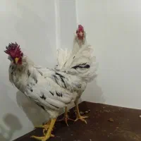 خروس گلین مرندی جوان