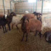 میش وبره|حیوانات مزرعه|مشهد, شمس آباد|دیوار