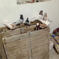 کبوتر رنگی سلطان اباد|پرنده|سبزوار, زینبیه|دیوار