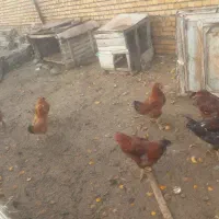 مرغ وخروس|حیوانات مزرعه|گمیشان, |دیوار