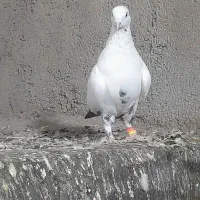 چندتا گرفتنی قلدر