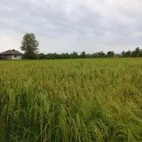 برنج اصل هاشمی
