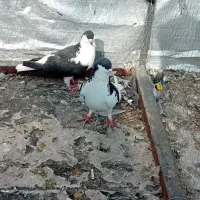 چند عدد کبوتر ارزش داره|پرنده|ماهدشت, |دیوار