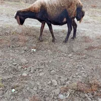 گوسفندابستن سنگین|حیوانات مزرعه|انبارآلوم, |دیوار