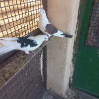 کبوتر کفتر