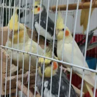 فروش عروس هلندی