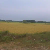 دو قطعه زمین ۴هزارمتری شالی با چاه قیمت مناسب|فروش دفتر صنعتی، کشاورزی، تجاری|پیربازار, |دیوار