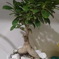 گل بنسای به علت جابه جایی