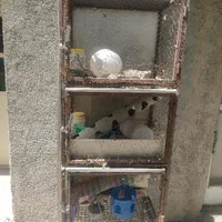 قفس کبوتر