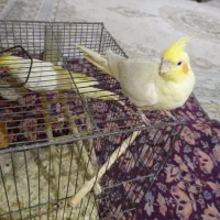 ۲ عروس ماده لوتینو چشم شرابی معاوضه با نر مثل خوش