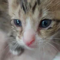 بچه گربه