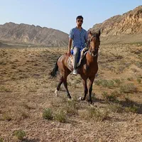 اسب‌اصیل‌یورقه‌۲ساله‌‌‌‌‌پسرتوفان‌قهرمان‌‌|اسب و تجهیزات اسب‌سواری|قوچان, |دیوار