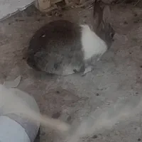 خرگوش