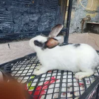 خرگوش
