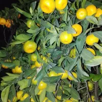 نارنگی انشو نارنگی یافا درجه یک|خوردنی و آشامیدنی|قائم‌شهر, |دیوار