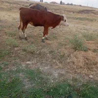 گوساله سمینتال ماده