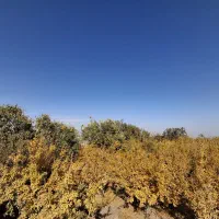 فروش زمین کشاورزی و دامداری  فروش زمین و باغ|فروش زمین و ملک کلنگی|مهاباد (اصفهان), |دیوار