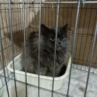 گربه نر بریتیش شورت هیر|گربه|تبریز, |دیوار