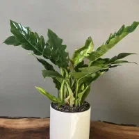 فیلندرون کنگره ای