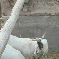 دو عدد گوسفند پسند هر عزیزی شد در خدمتم ممنون|حیوانات مزرعه|زرند, |دیوار