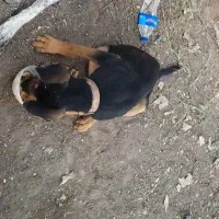 سگ گمشده