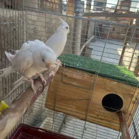 عروس هلند مولد|پرنده|اصفهان, آهنگران|دیوار