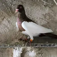 کفتر بوم کرمانی رنگی