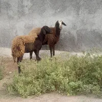 گوسفند قوچ خورده