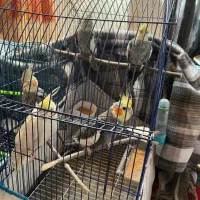 عروس هلندی|پرنده|صومعه‌سرا, |دیوار