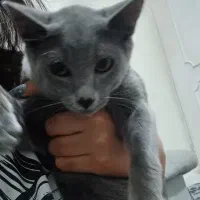 گربه اسکاتیش بلو