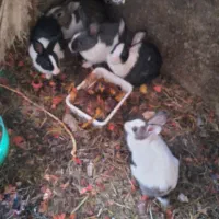 خرگوش|موش و خرگوش|زبرخان, |دیوار