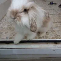 خرگوش هلندی