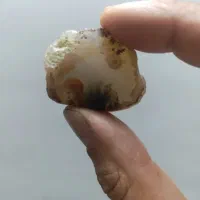 راف شجرمشکی تک درخت|جواهرات|یزد, |دیوار