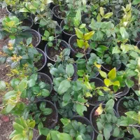 یاس هلندی سطل سه هزار عدد